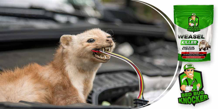 Wezels snijden vaak elektrische kabels van auto's door. Hoe kunnen we dit probleem effectief voorkomen?