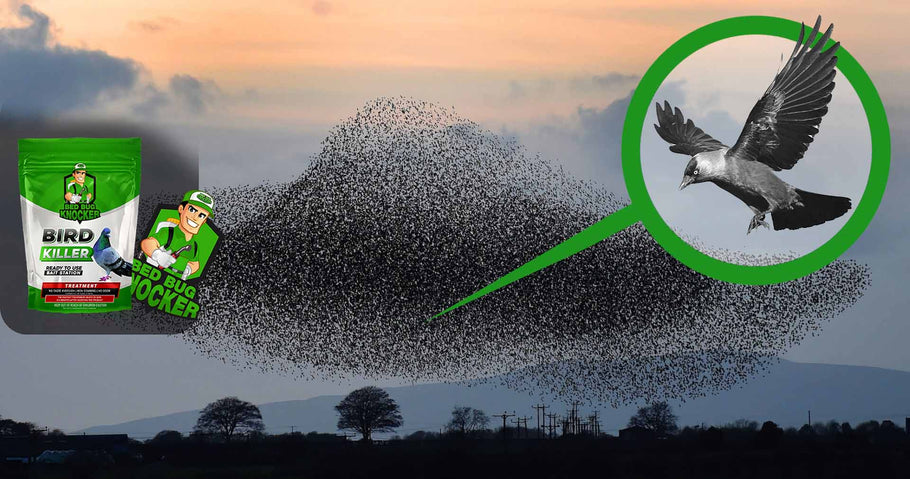 Hoe kan de populatie van stedelijke vogels duurzaam worden verminderd?
