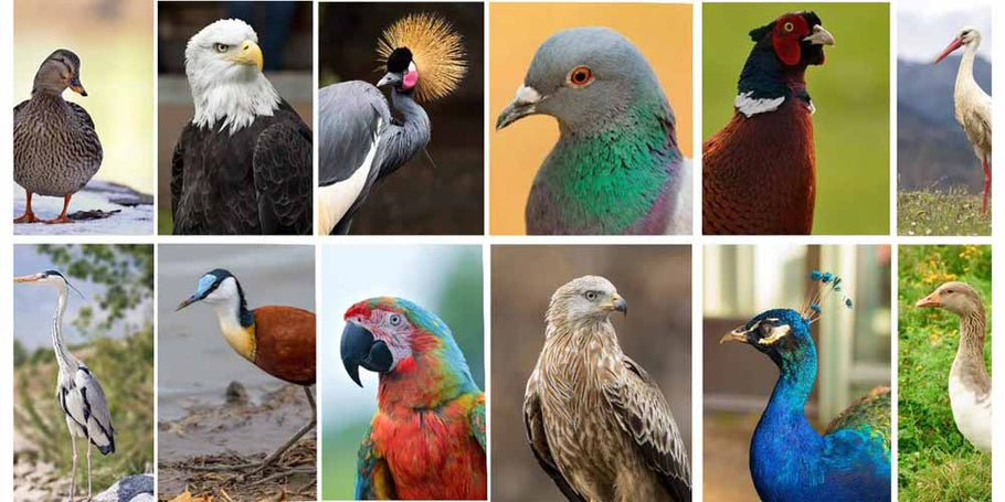 Hoe zich te ontdoen van duiven en andere vogelsoorten?